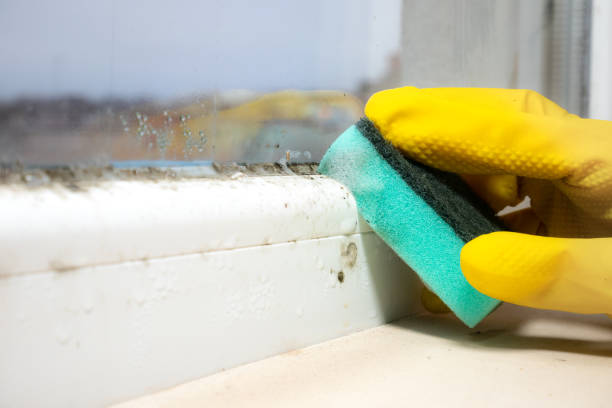Best Certified Mold Removal  in North College Hill, OH