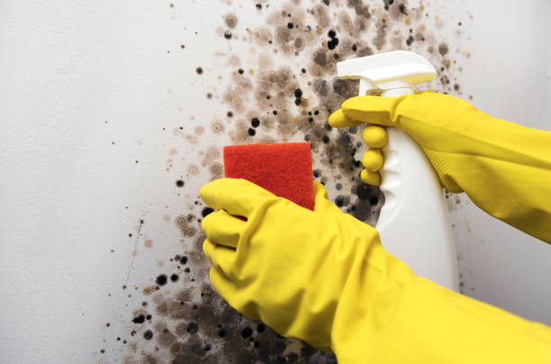 Best Professional Mold Removal  in North College Hill, OH