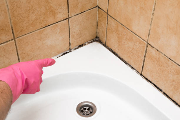 Best Commercial Mold Removal  in North College Hill, OH