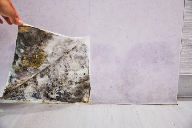 Best Same-Day Mold Removal  in North College Hill, OH